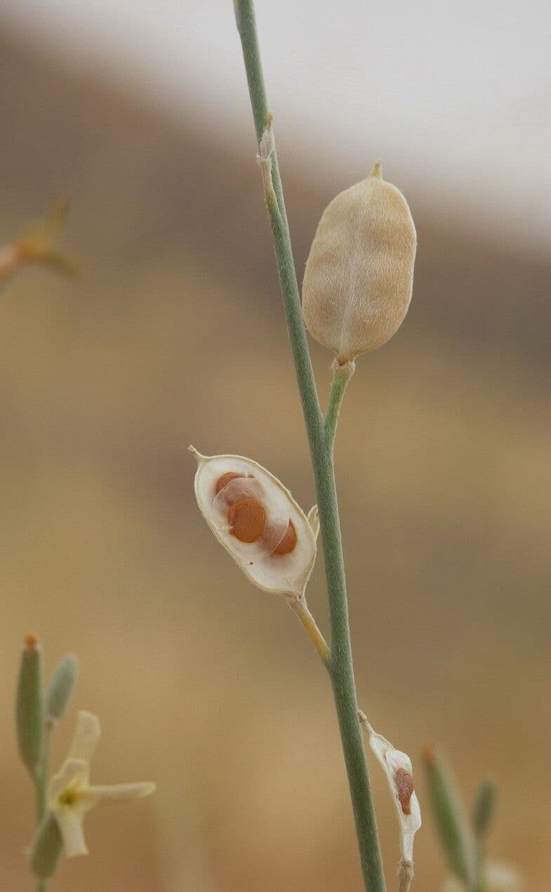 Farsetia