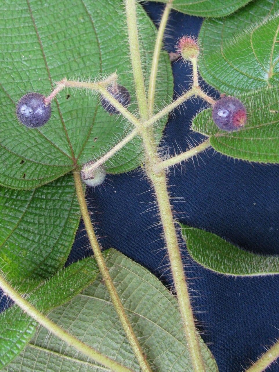 Clidemia octona 5