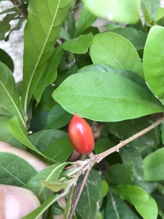 Synsepalum 4