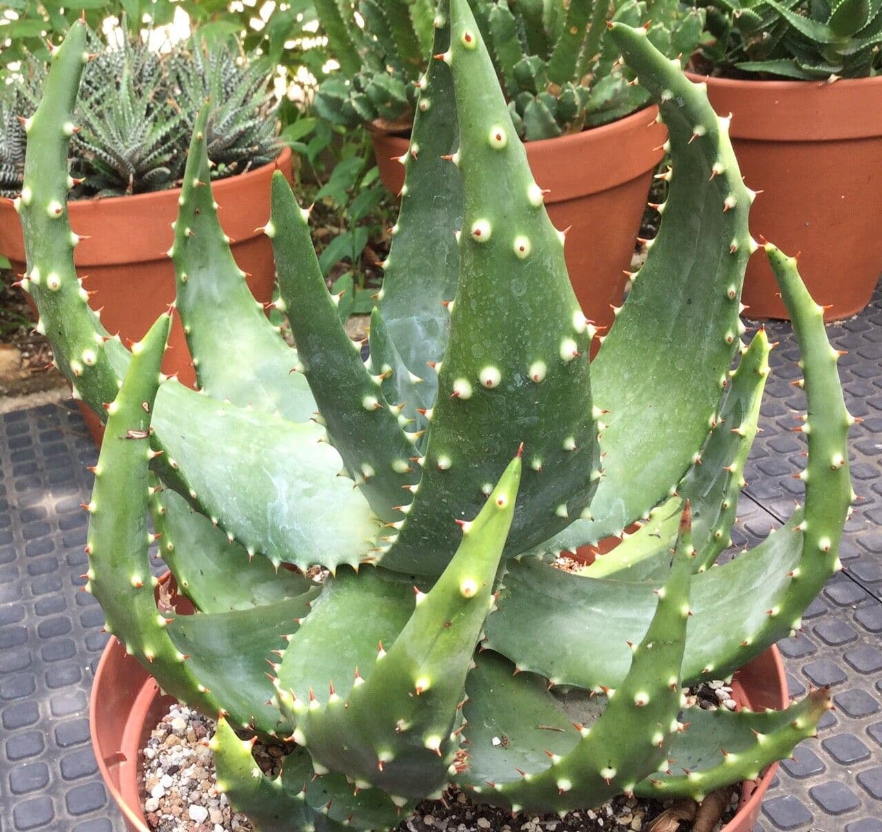 Aloe aculeata 8