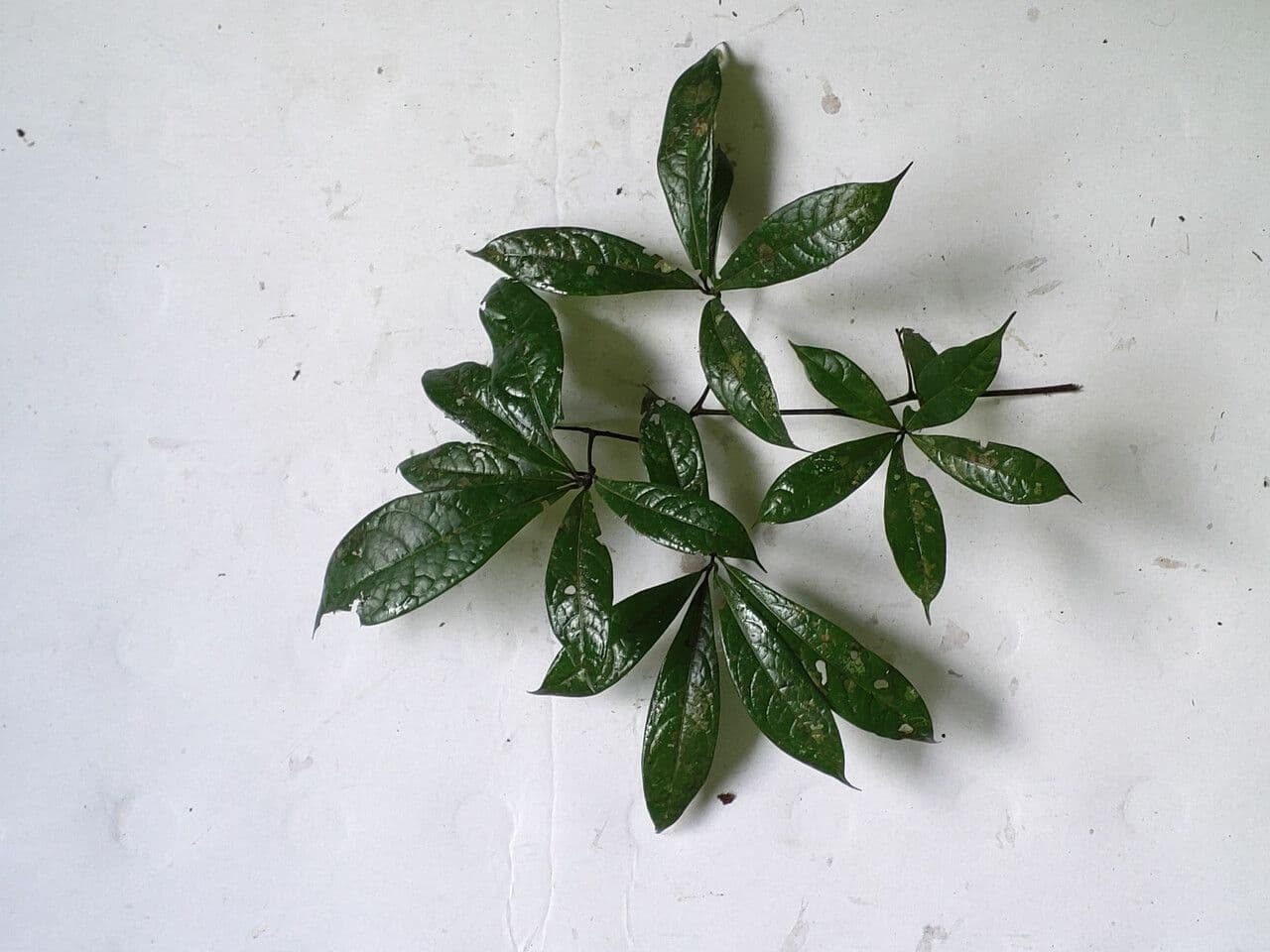 Ocotea 4
