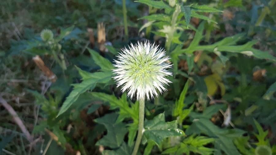 Great globe thistle 4