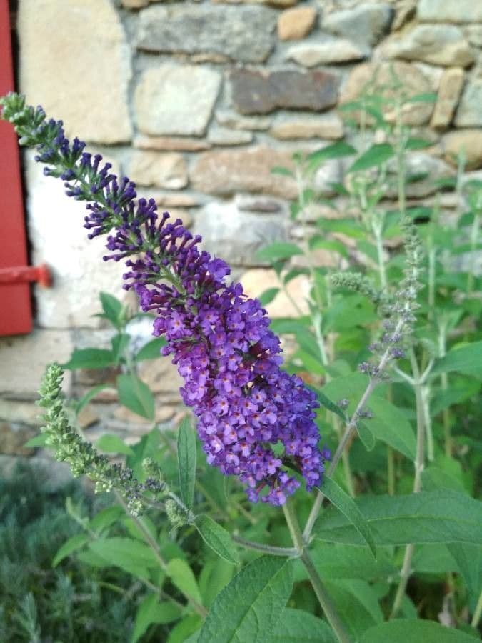 Buddleja di David 9