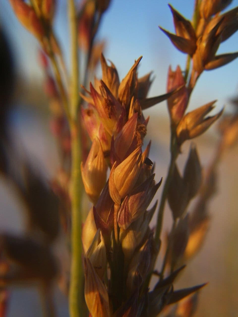 Panicum amer