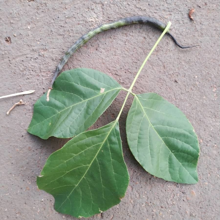 Tabebuiya 14