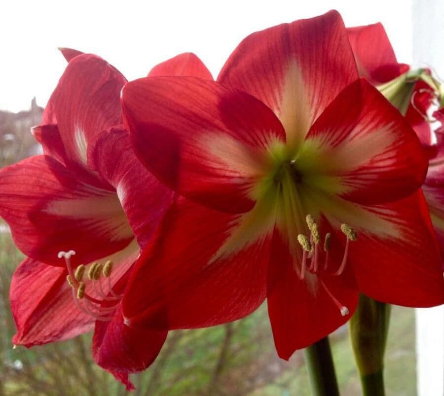 Amaryllis regina 5