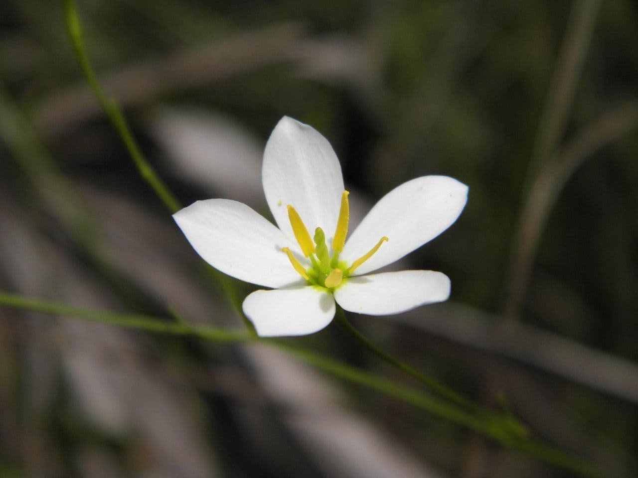 Sabatia brevifolia 2