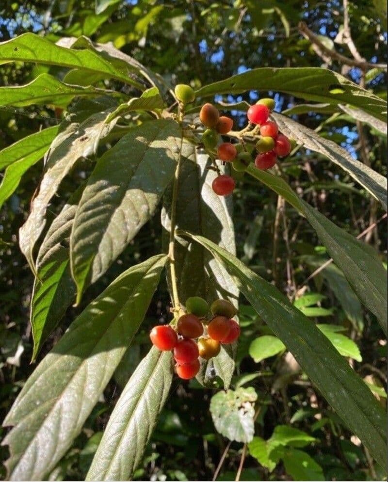 Cordia