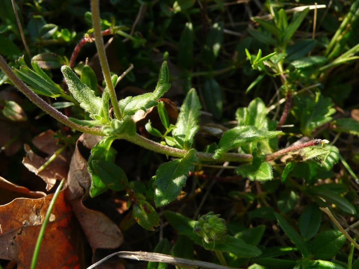 Veronica orsiniana 16