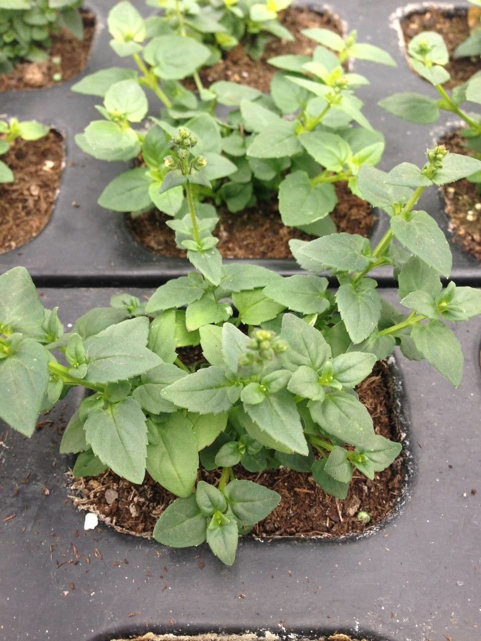 Diascia 12