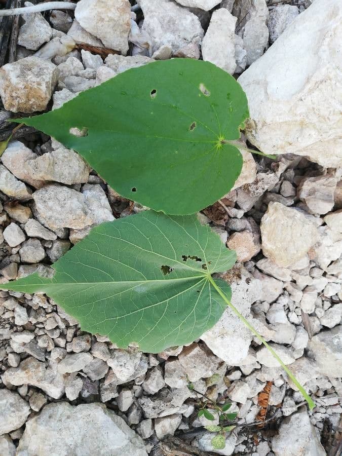 Abutilon trojbrázdý 3