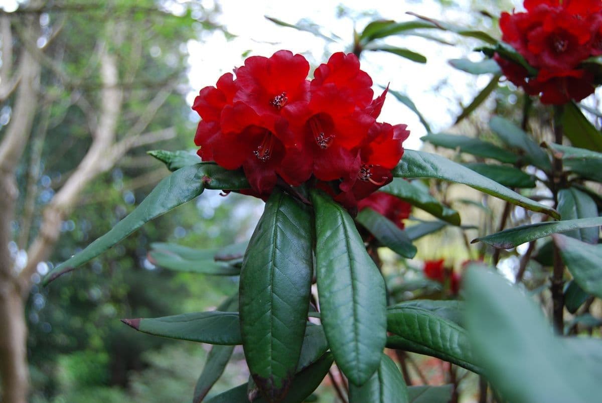 Rododendron