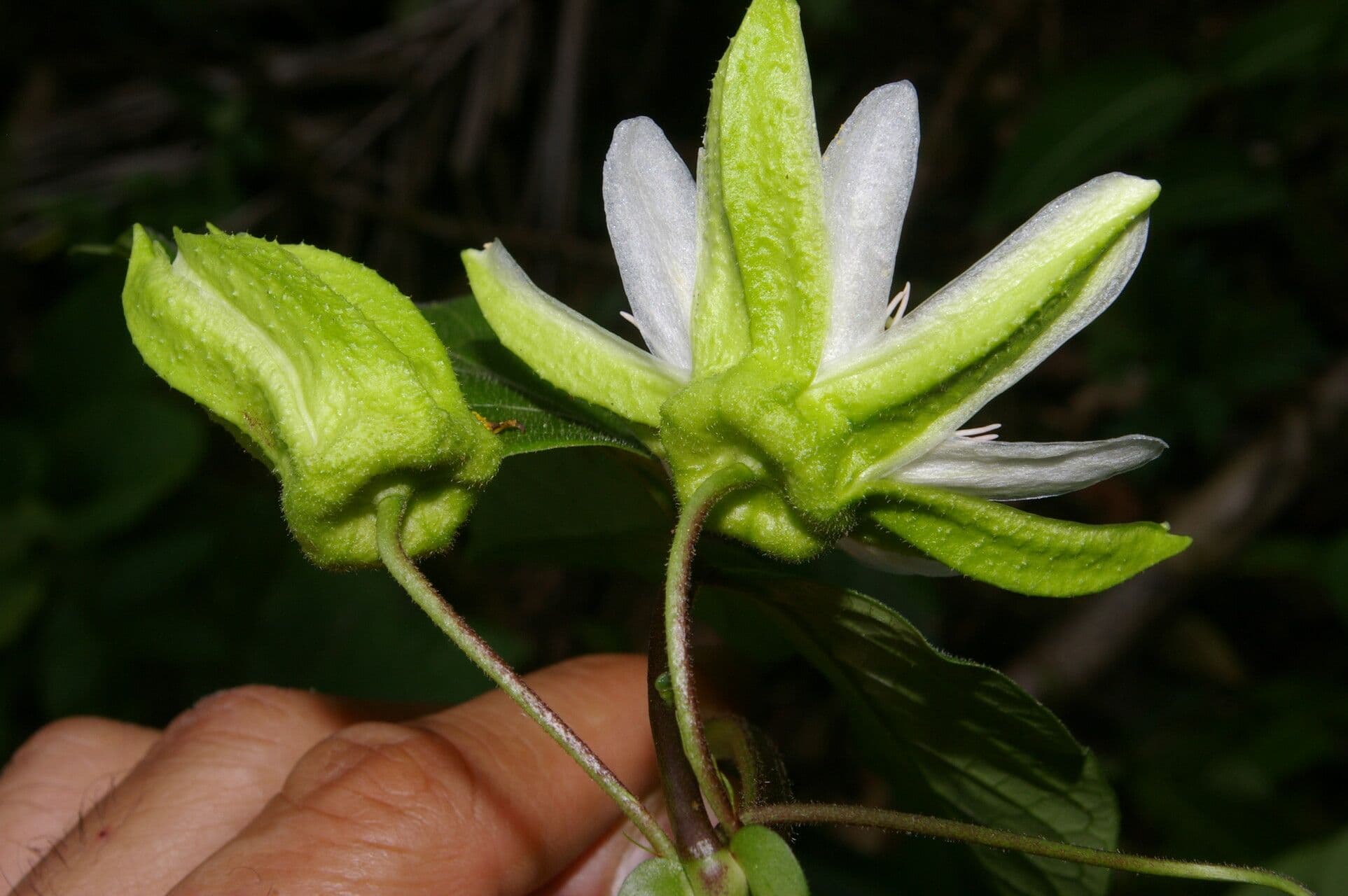 Passiflora 2