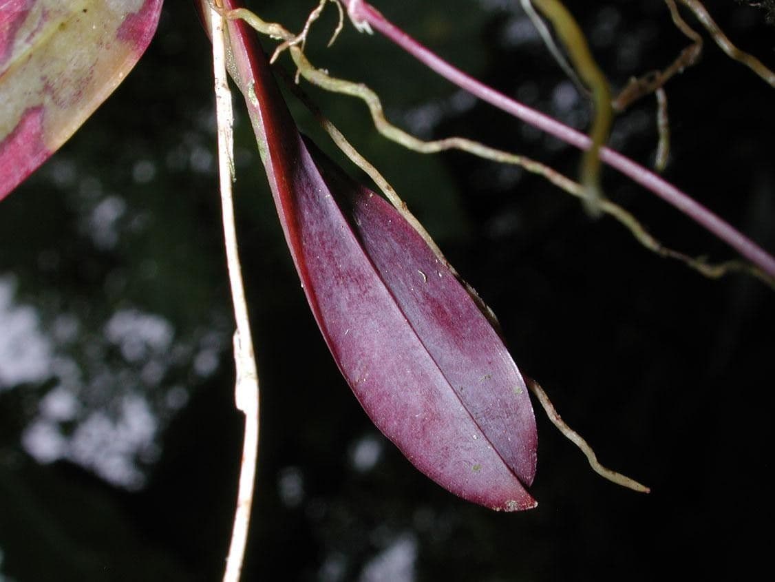 Leochilus 3
