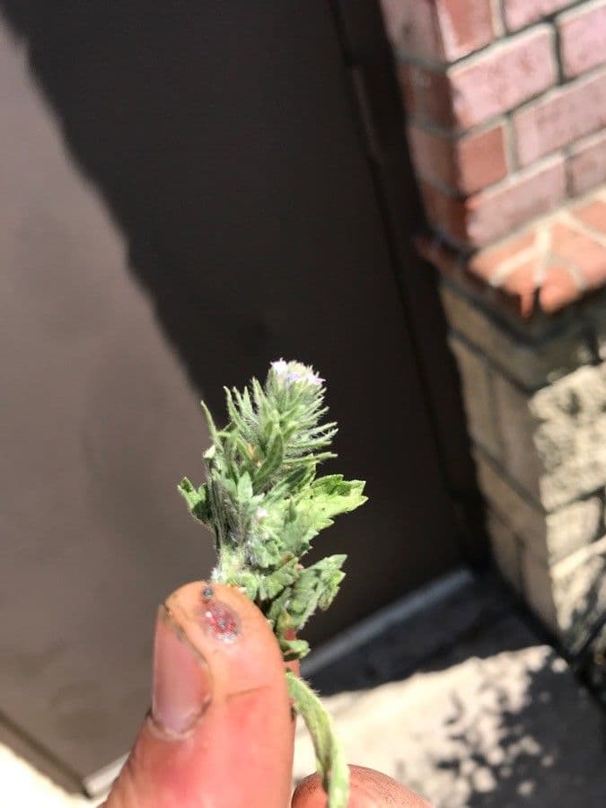 Navarretia 6