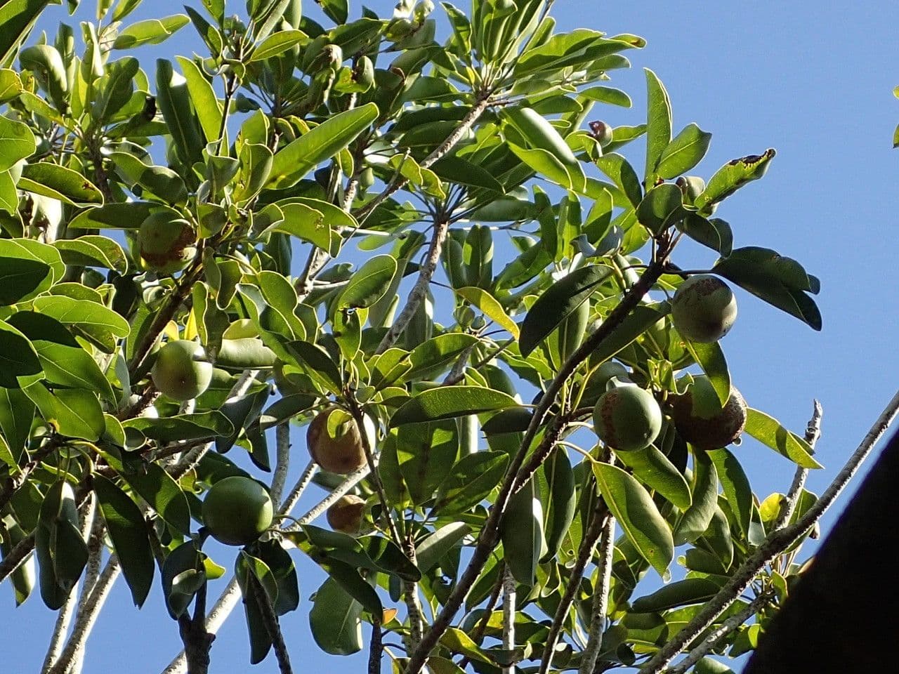 Mimusops balata 22