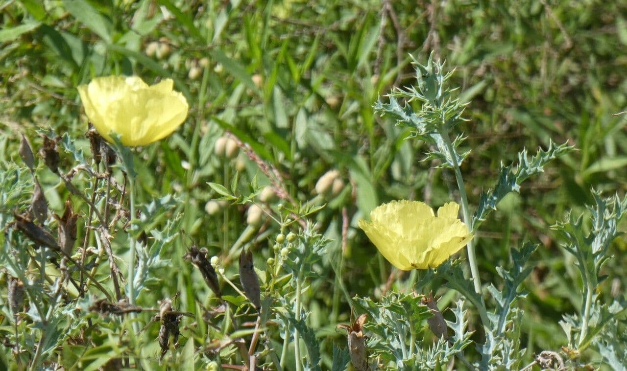Argemone 10