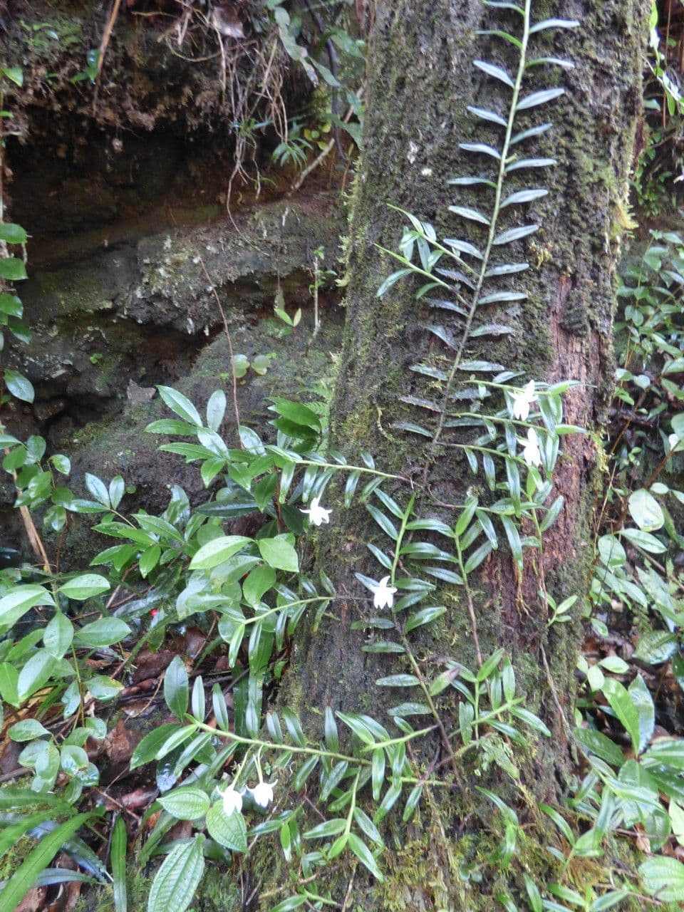 Angraecum 9