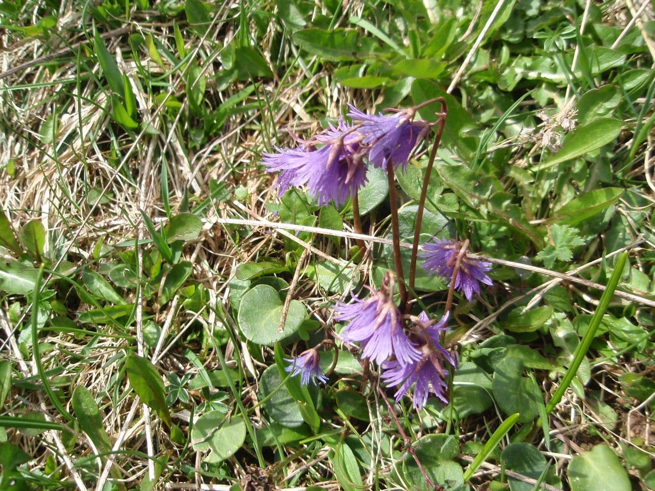 Soldanella comune 26