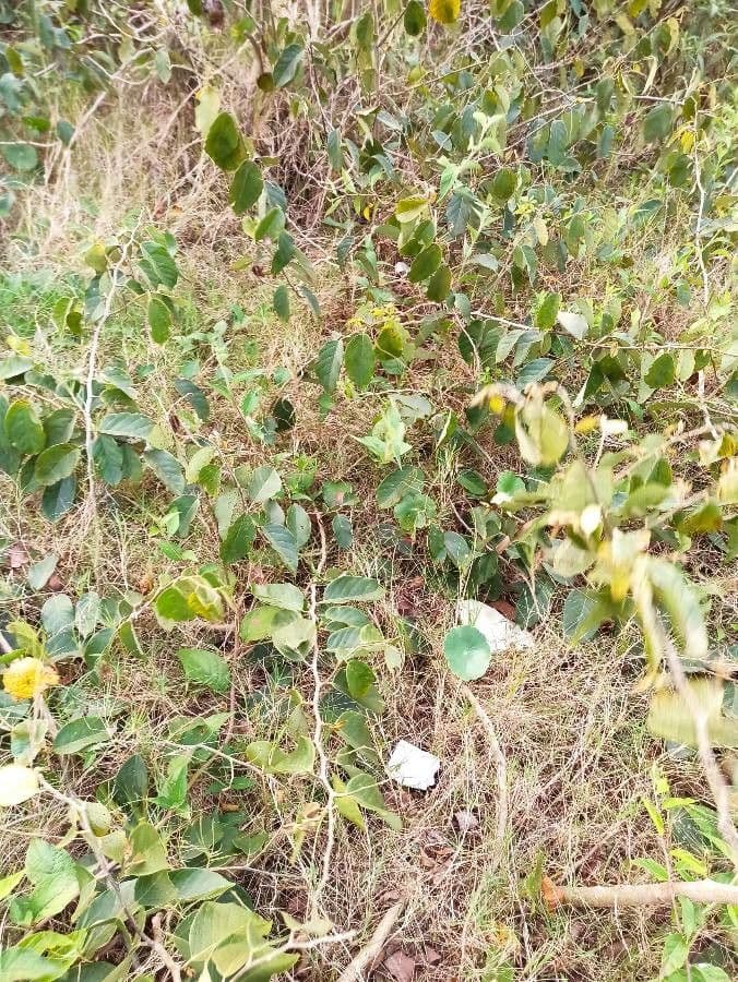 Dalbergia ecastaphyllum 9