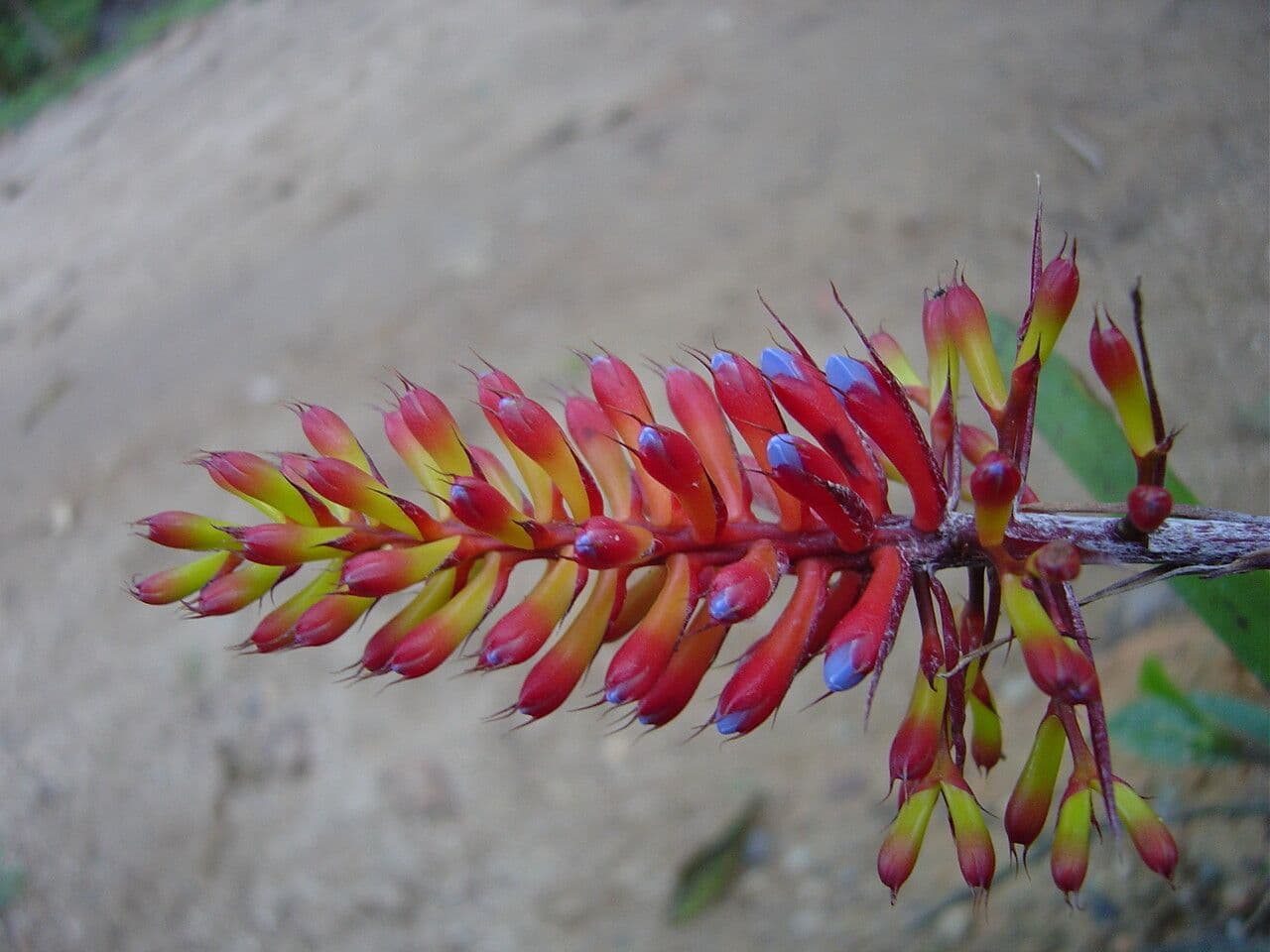 Aechmea 2