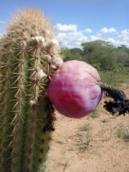 Pilosocereus pachycladus