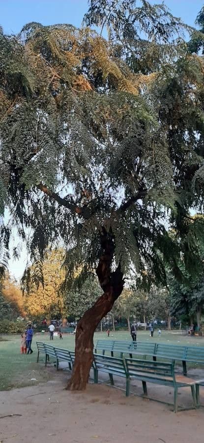 Stryphnodendron 8