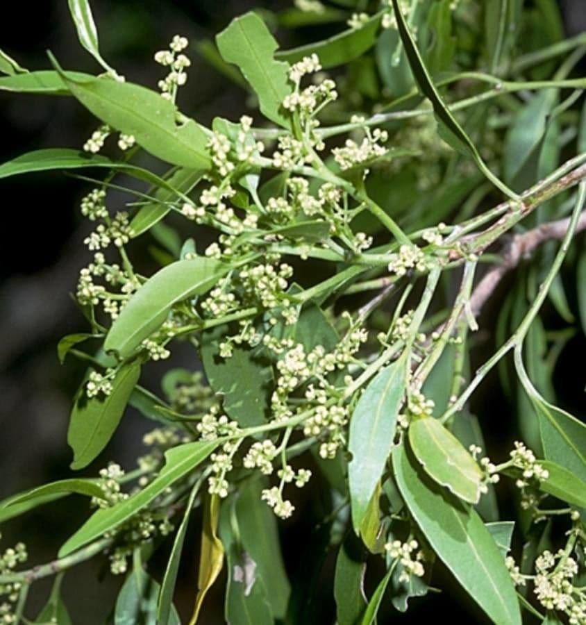 Celtis paniculata