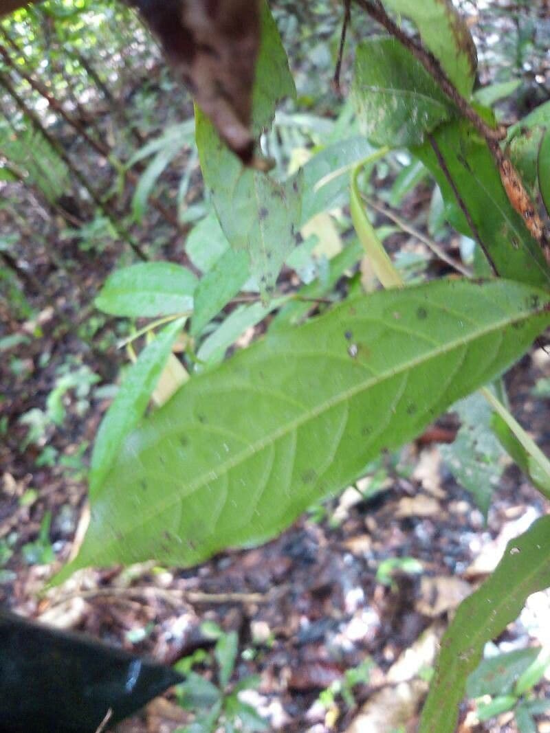 Hirtella 9