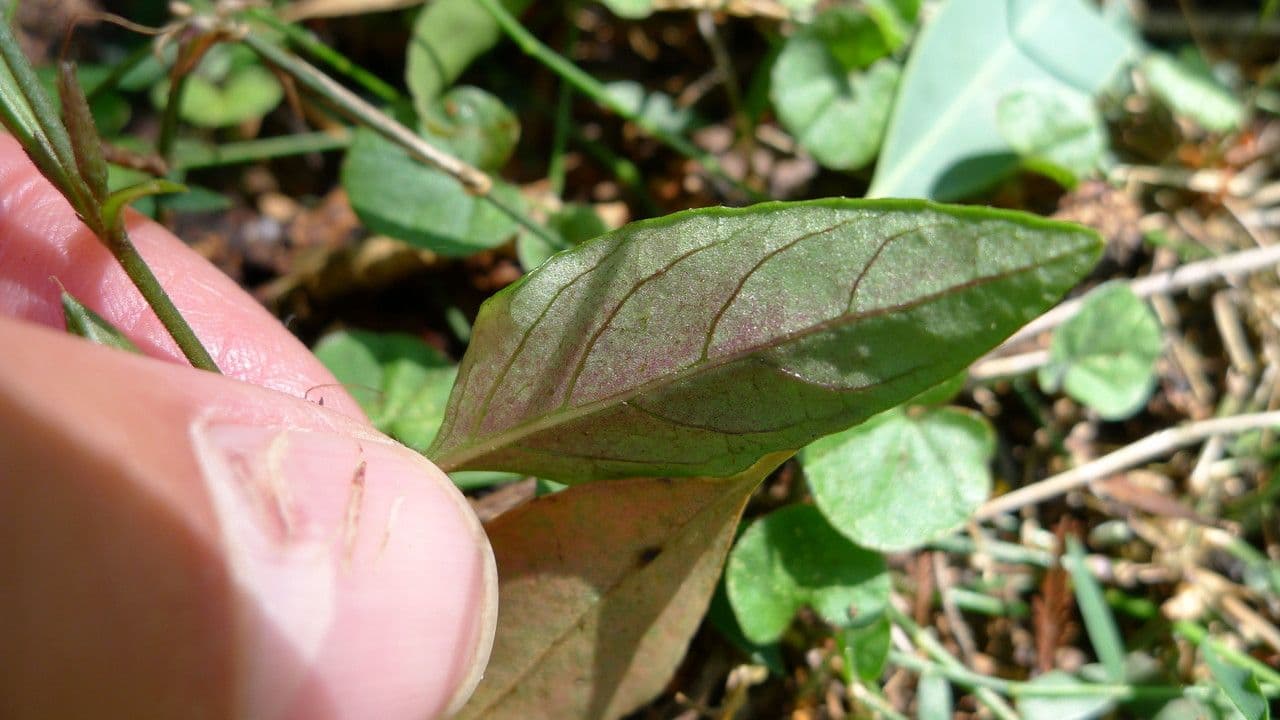 Pseuderanthemum 11