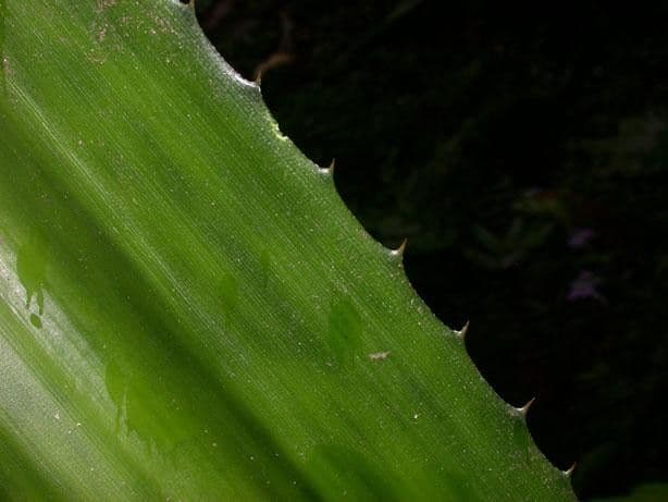 Aechmea 19