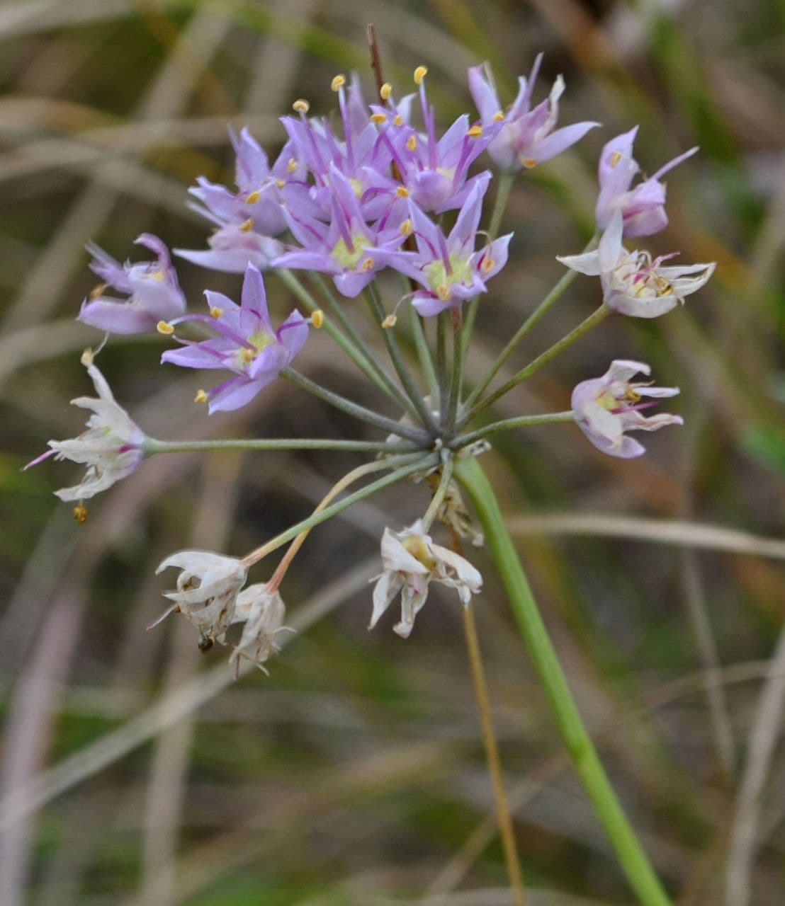 Sternknoblauch