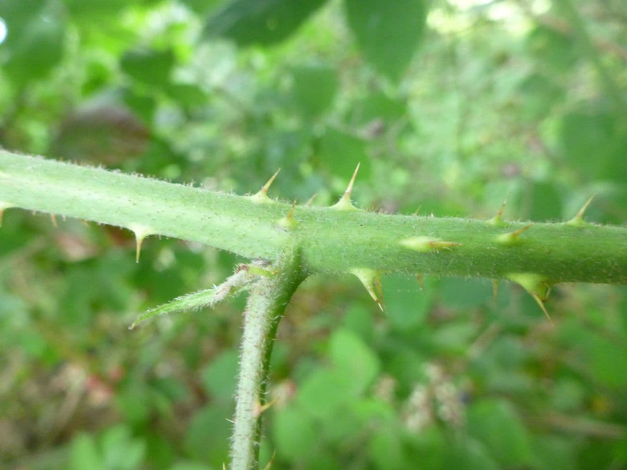 Rovo 8
