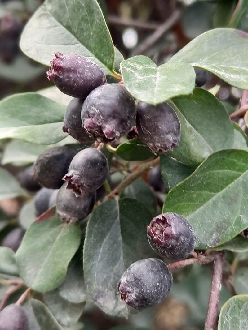 Cotoneaster di Pechino 4