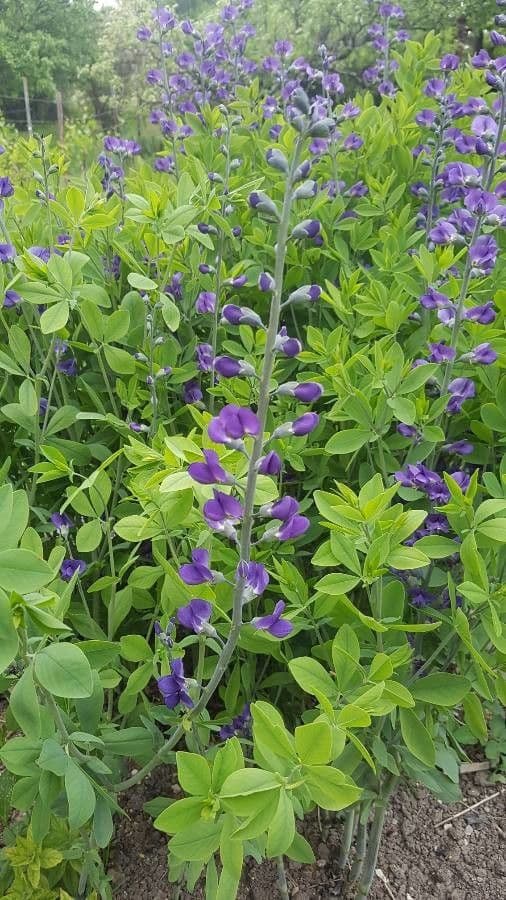 Baptisia 15