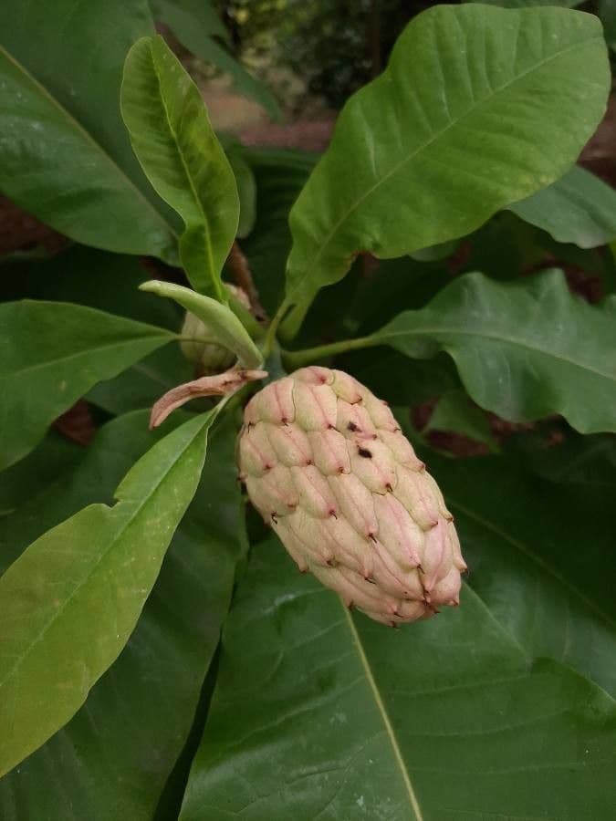 Magnolia a ombrello