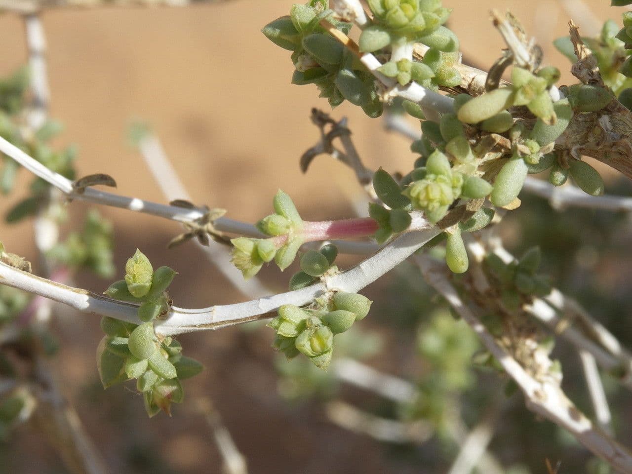 Nucularia 12
