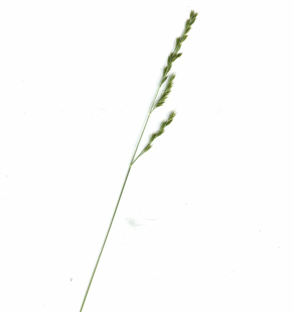Festuca filiforme 21