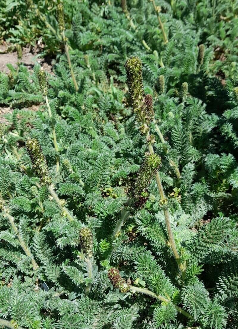 Acaena 6