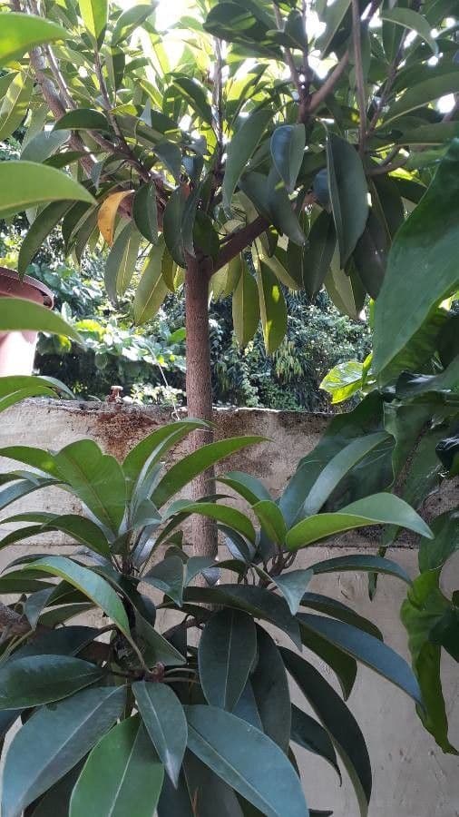 Sapodilla 25