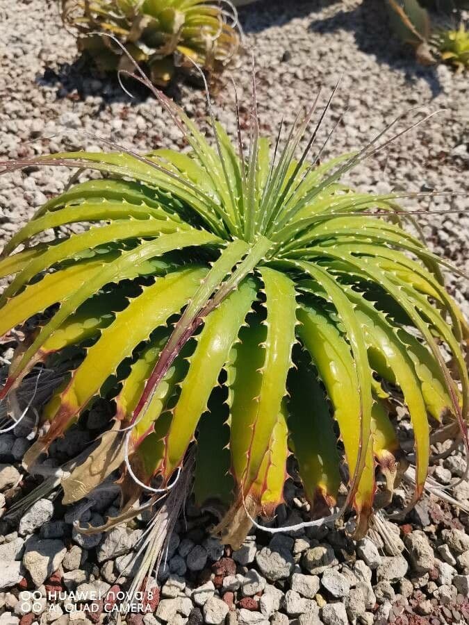 Hechtia 14