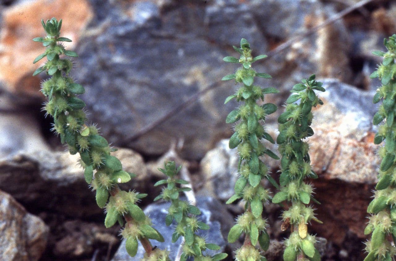 Valantia hispida 14