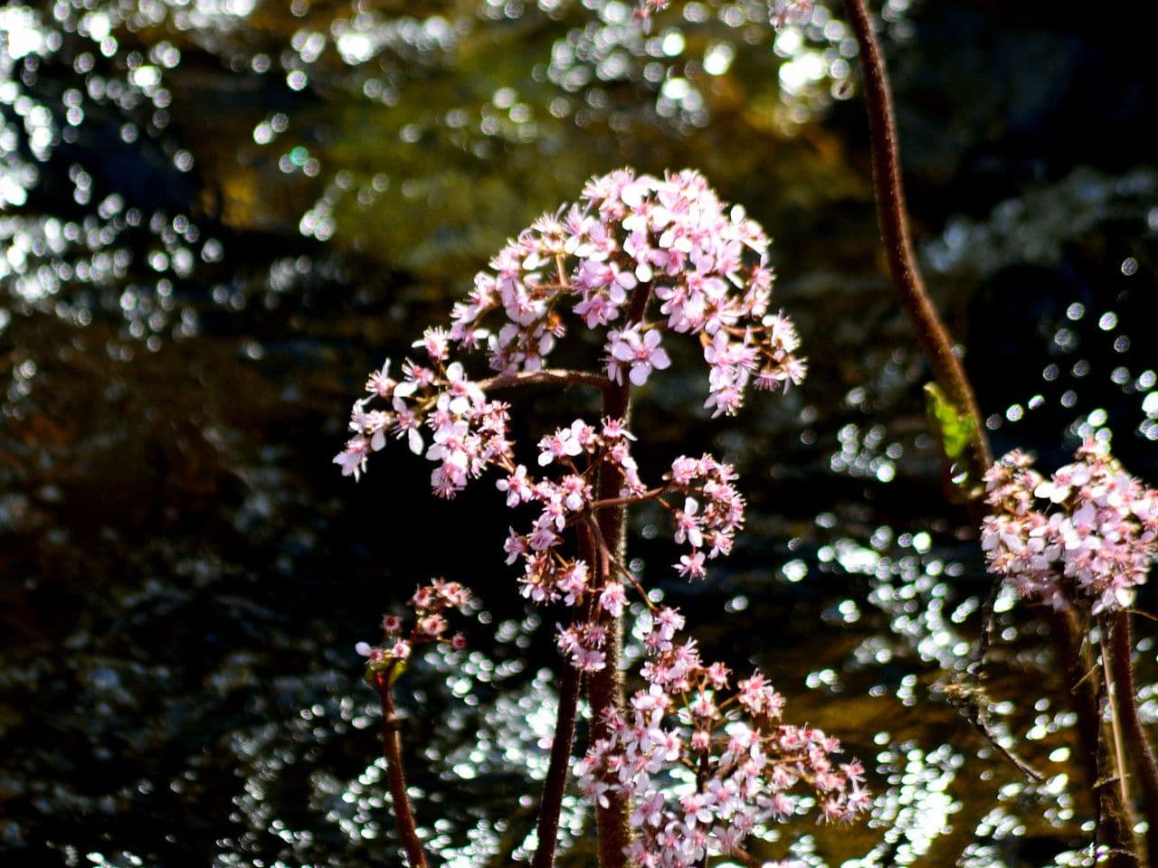 Schildblatt 12