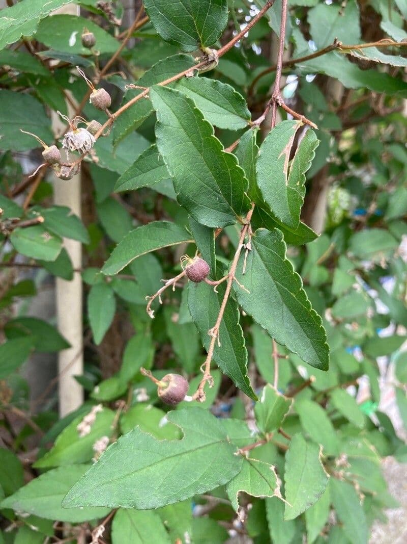 Deutzia 2