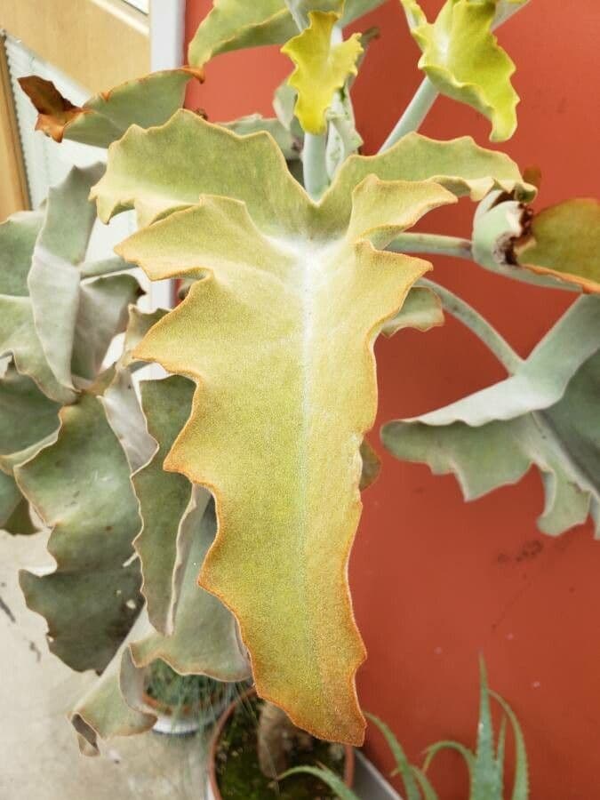 Donkey's ear 14