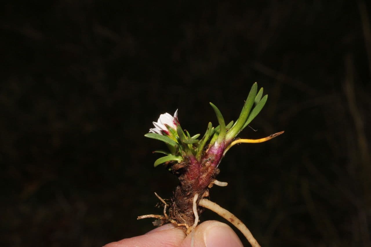 Werneria 6