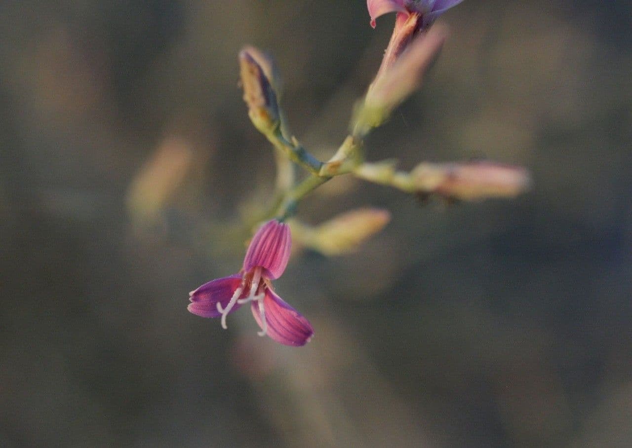 Pleiacanthus spinosus