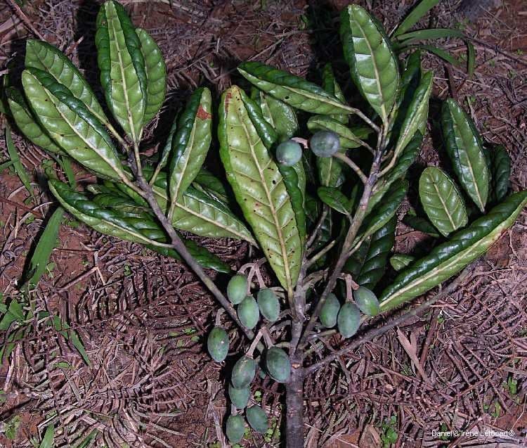 Elaeocarpus 3
