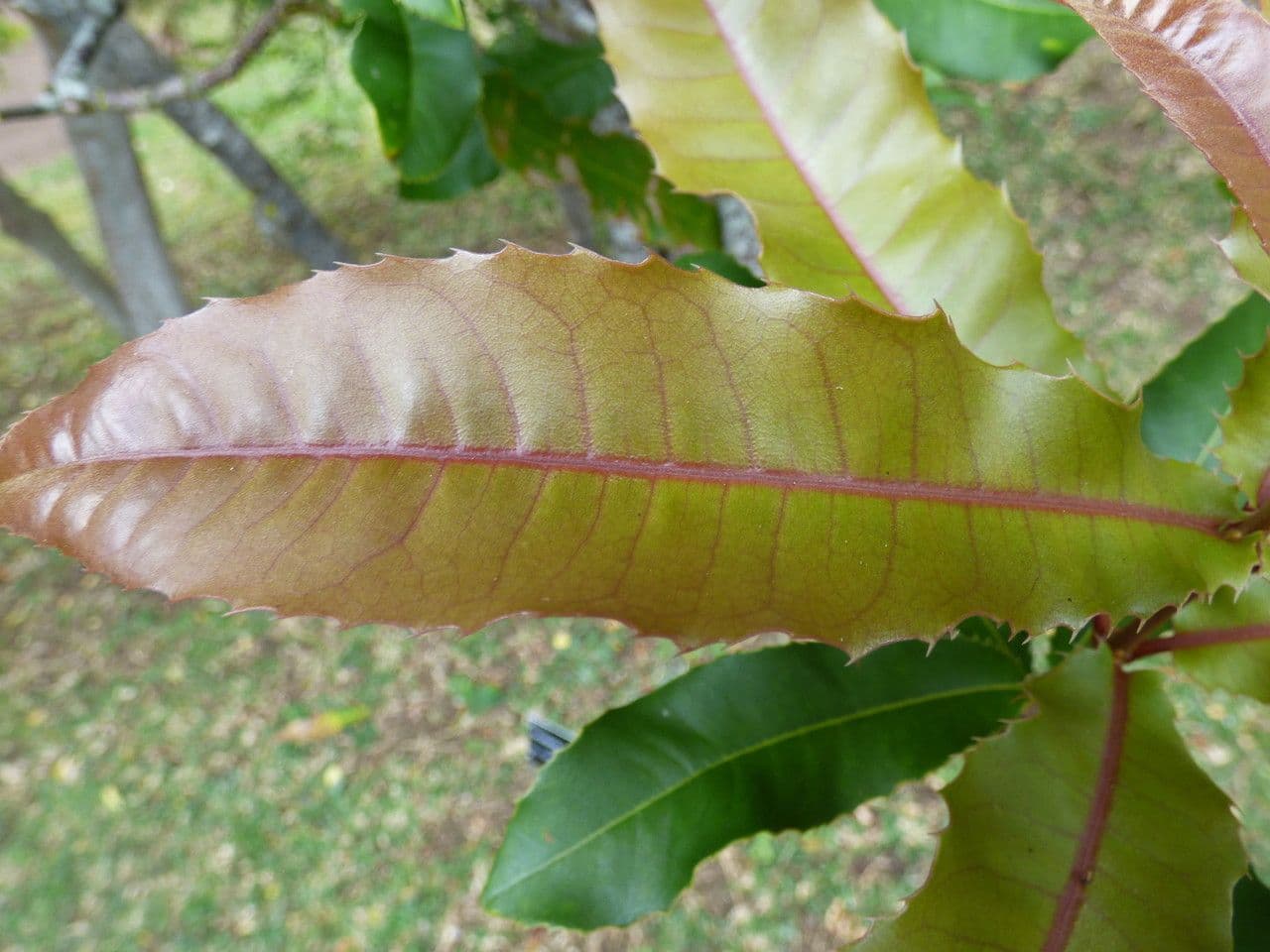 Macadamianuss 14
