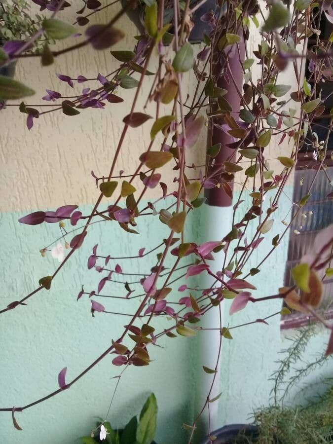 Callisia repens 18